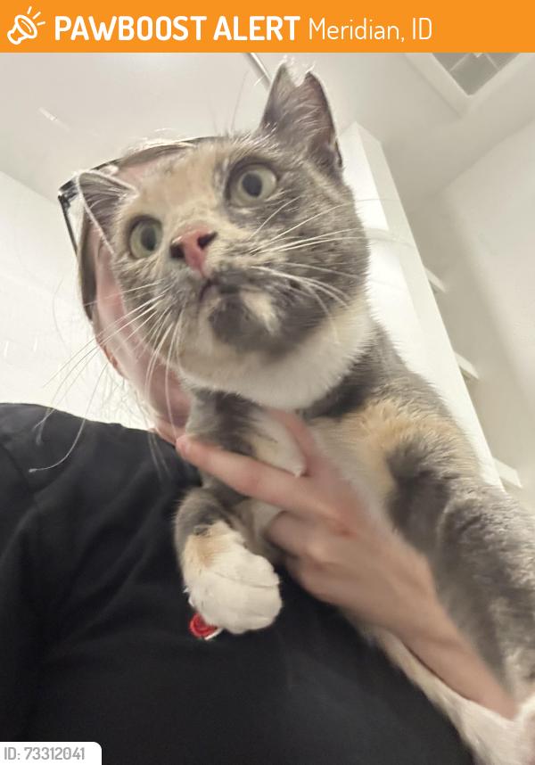 Found/Stray Female Cat last seen Near apmt buildings on East Overland, Meridian, ID 83642
