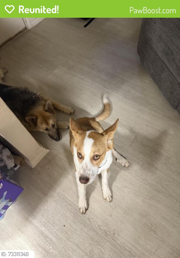 Reunited Female Dog last seen Grumps Burgers, Cleburne, TX 76031