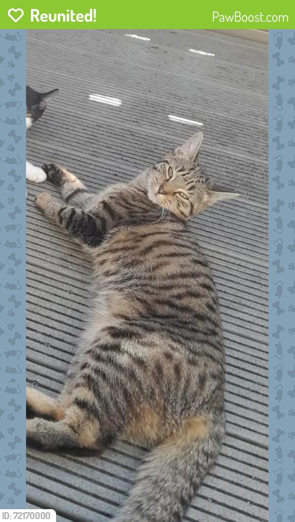 Reunited Female Cat last seen Goldsmith Street norwich, Norfolk, England NR2