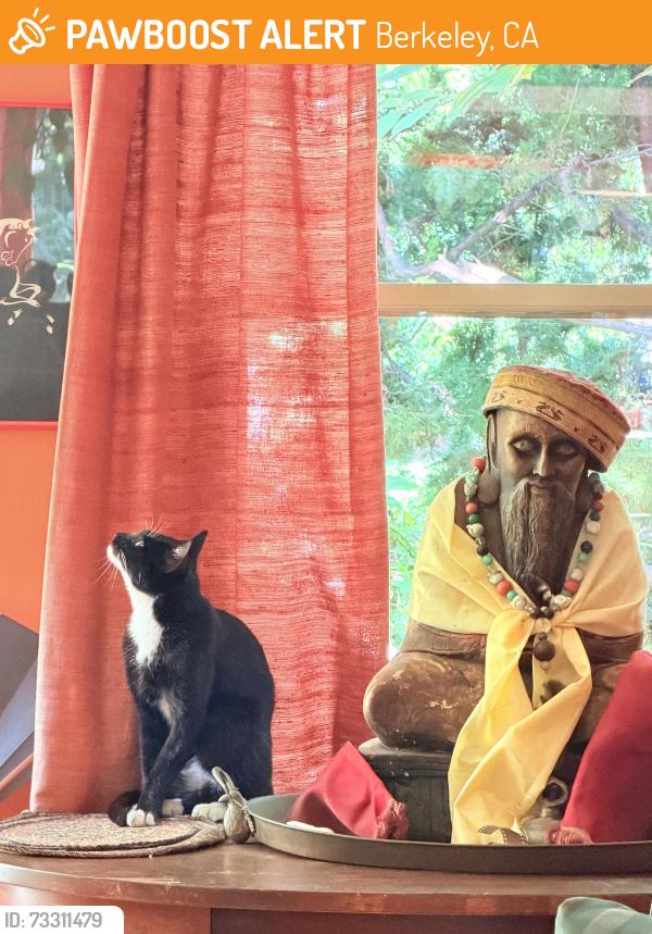 Found/Stray Unknown Cat last seen walnut and eunice across from Live Oak Park, Berkeley, CA 94709