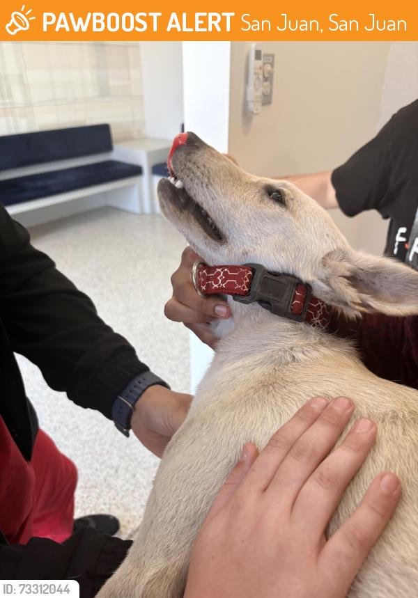 Found/Stray Male Dog last seen Capri Roosevelt, San Juan, San Juan 00920