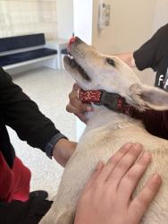 Found/Stray Male Dog last seen Capri Roosevelt, San Juan, San Juan 00920