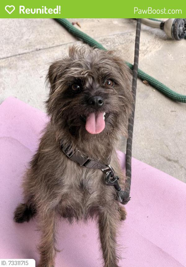 Reunited Male Dog last seen Sunset & Benton, Los Angeles, CA 90026