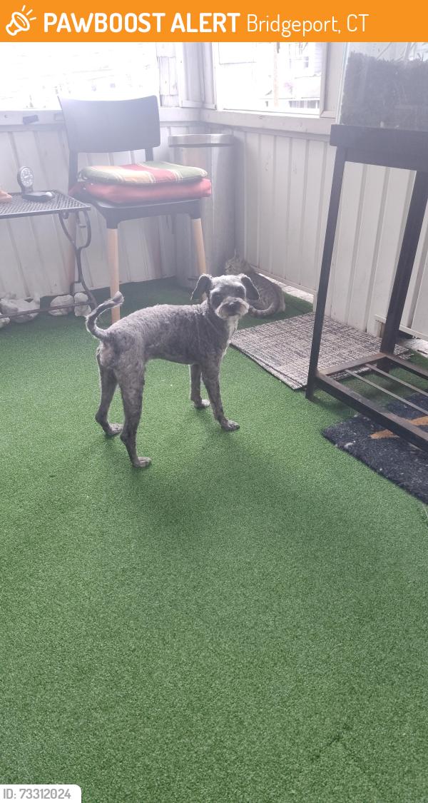 Found/Stray Male Dog last seen North ave Bridgeport ct, Bridgeport, CT 06604