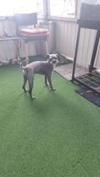Found/Stray Male Dog last seen North ave Bridgeport ct, Bridgeport, CT 06604