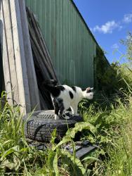 Found/Stray Female Cat last seen Hoosier road, Fishers, IN 46038