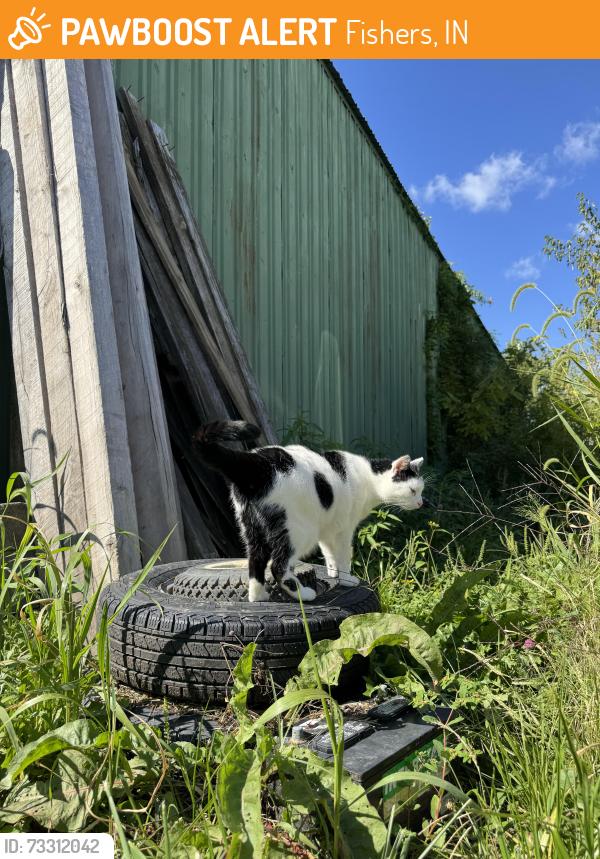Found/Stray Female Cat last seen Hoosier road, Fishers, IN 46038