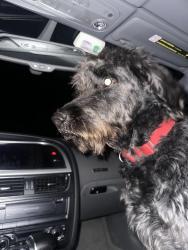 Reunited Male Dog last seen Willow and Frontier, East Stroudsburg, PA 18302
