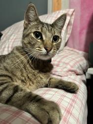 Reunited Male Cat last seen Raitt & Linda, Santa Ana, CA 92704