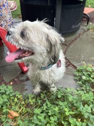 Reunited Male Dog last seen Logan and Stenton, Germantown, Philadelphia, PA 19144