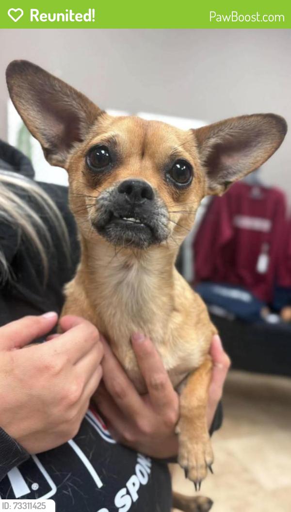 Reunited Female Dog last seen Wilson Rd and Horseshoe valley, Springwater, ON L9X 1E5
