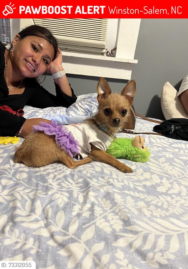 Lost Female Dog last seen Near verdun st, Winston-Salem, NC 27107