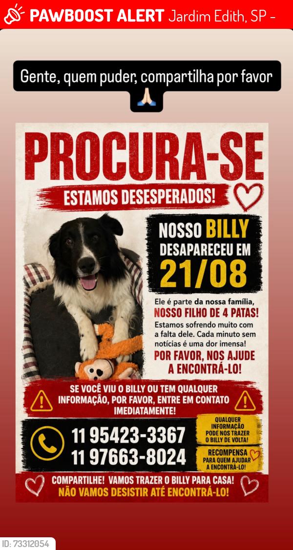 Lost Male Dog last seen Rua Nova Délhi, Jardim Edith, SP 04813-240