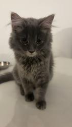 Lost Female Cat last seen Walden pond round a bout, Loyalist, ON K0H 0B4