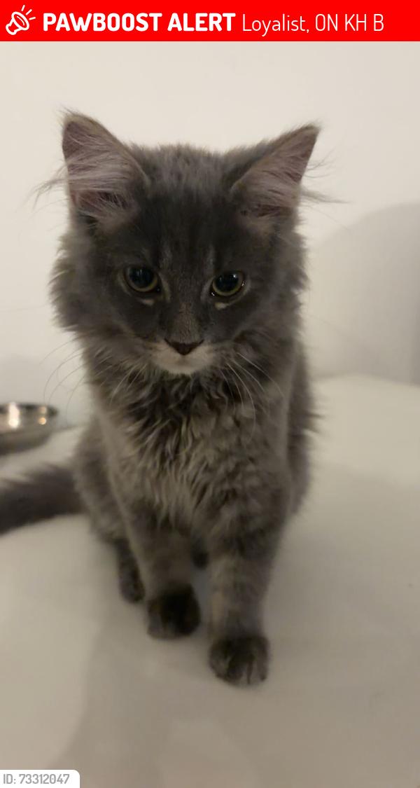 Lost Female Cat last seen Walden pond round a bout, Loyalist, ON K0H 0B4