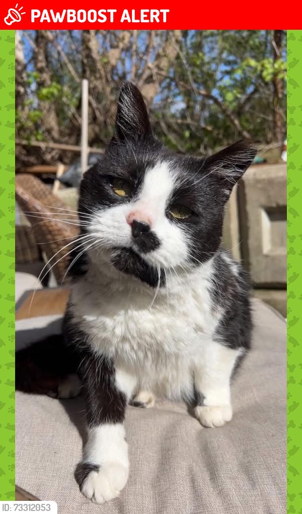 Lost Female Cat last seen Rue davignon, Dollard-des-Ormeaux, QC H9B 1Y4