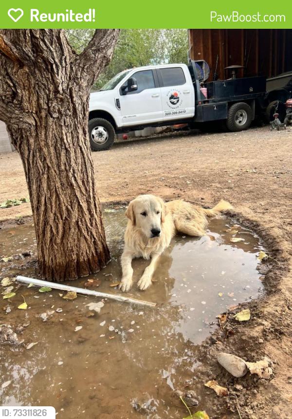 Reunited Male Dog last seen Edward L. Romero Park, Albuquerque, NM 87105