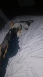 Lost Female Dog last seen 2ndand Evelyn, Louisville, KY 40214