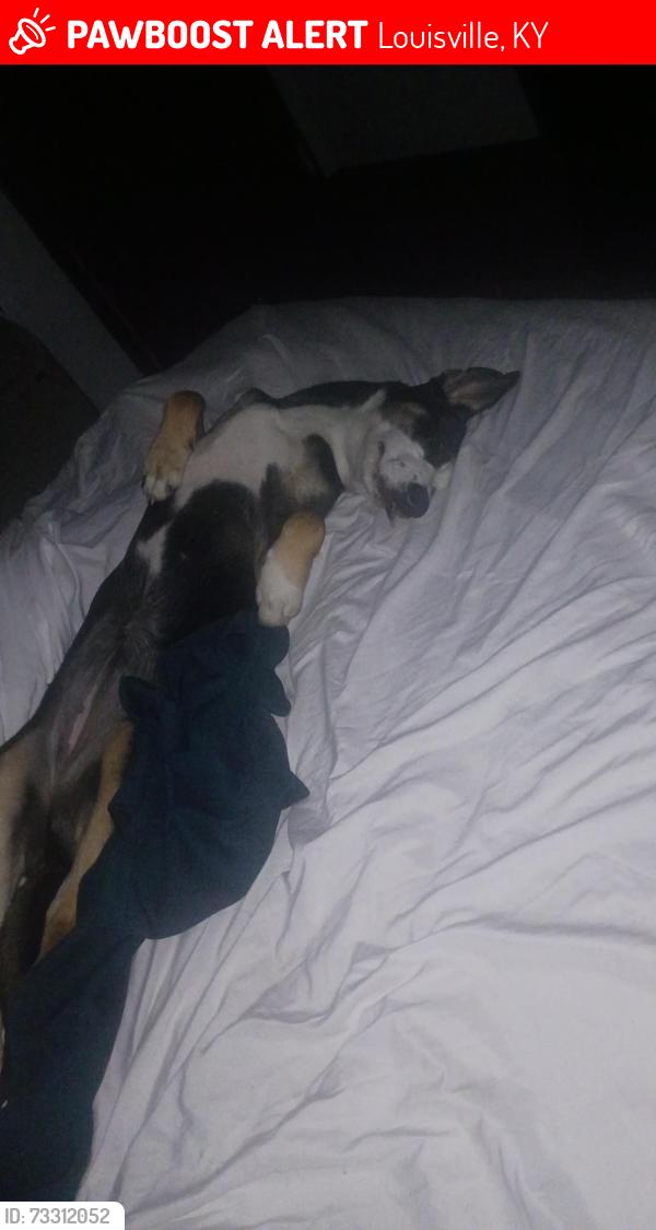 Lost Female Dog last seen 2ndand Evelyn, Louisville, KY 40214