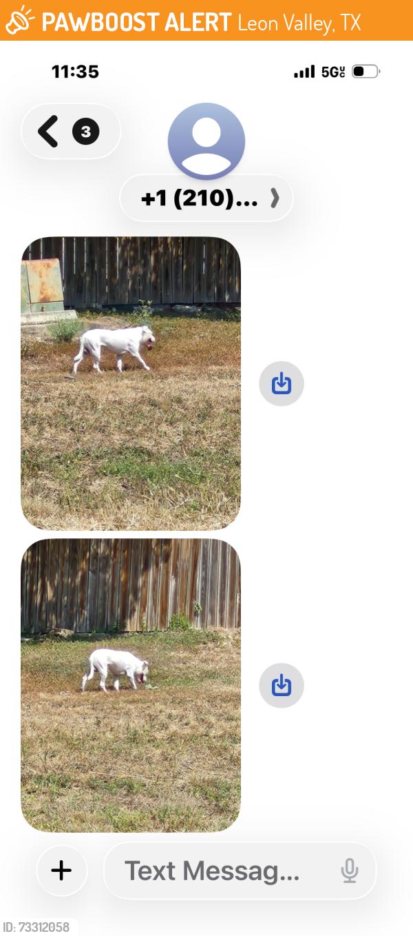 Found/Stray Unknown Dog last seen Evers, Leon Valley, TX 78238