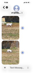 Found/Stray Unknown Dog last seen Evers, Leon Valley, TX 78238