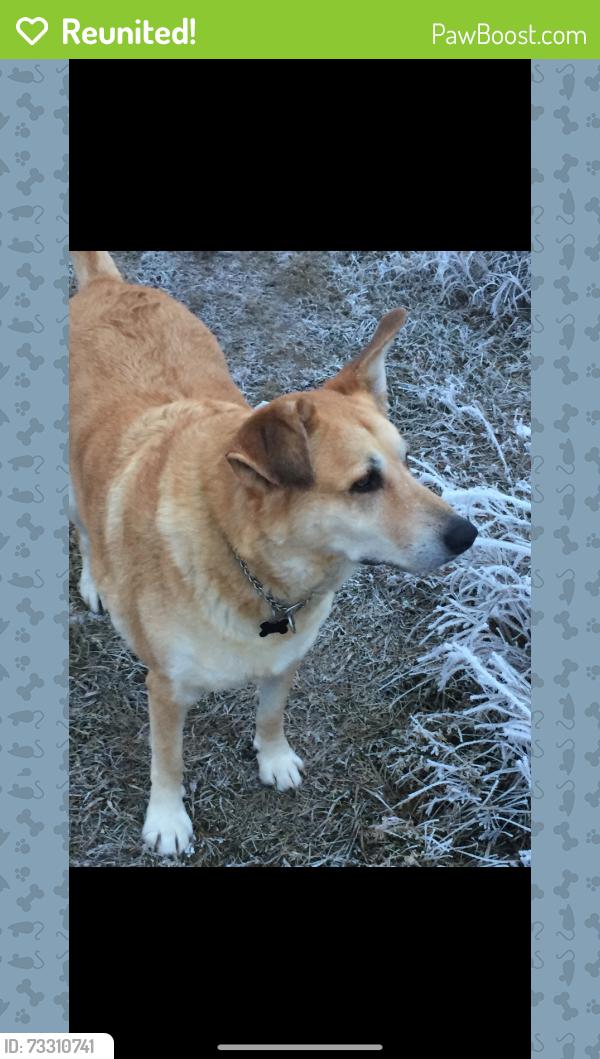 Reunited Female Dog last seen Near Pth75, Ritchot, MB R0G 1Y1