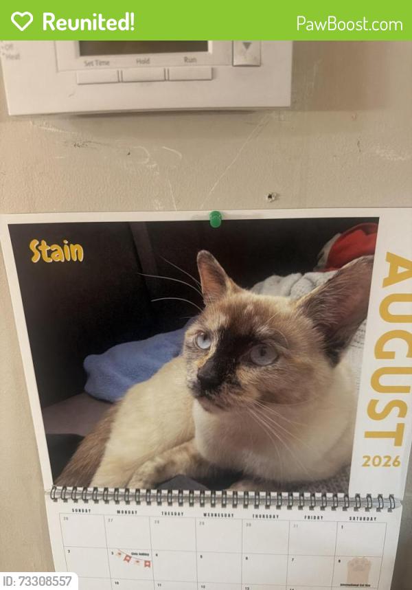 Reunited Female Cat last seen Bowness 73rd st, Calgary, AB T3B 2M1