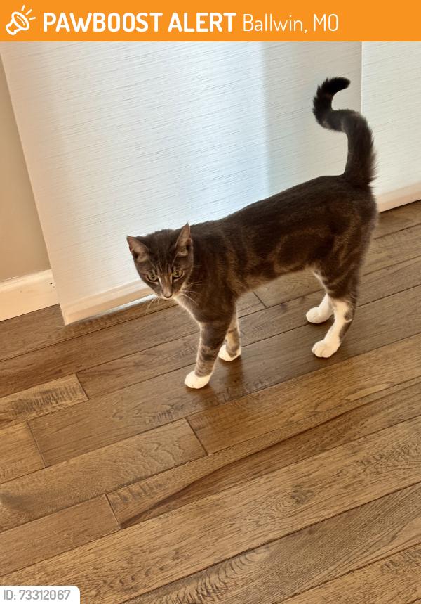 Found/Stray Unknown Cat last seen Silvercrerk ln, Ballwin, MO 63011