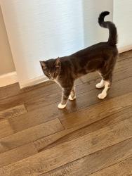 Found/Stray Unknown Cat last seen Silvercrerk ln, Ballwin, MO 63011