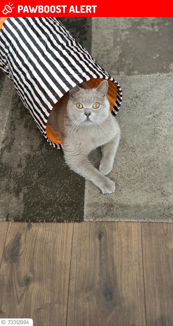 Lost Male Cat last seen Chelsea inn pub, Easton, England BS5 6AX