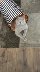 Lost Male Cat last seen Chelsea inn pub, Easton, England BS5 6AX