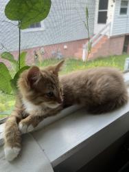 Lost Male Cat last seen Wahree St, Speight St & Chapel St, Tarboro, NC 27886