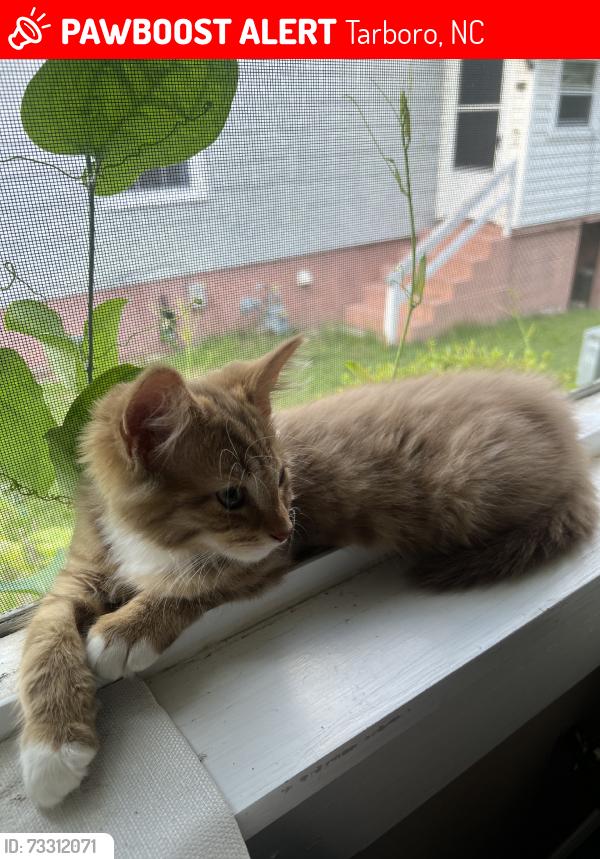 Lost Male Cat last seen Wahree St, Speight St & Chapel St, Tarboro, NC 27886