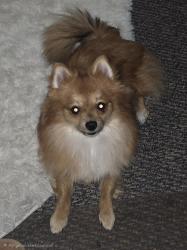 Reunited Unknown Dog last seen La Ladera Rd. and Black Quail Rd., Peralta, NM 87042