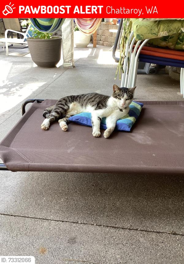 Lost Male Cat last seen Perry Rd., Chattaroy, WA 99003