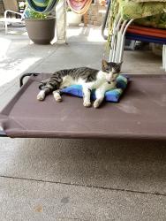 Lost Male Cat last seen Perry Rd., Chattaroy, WA 99003