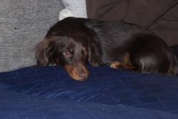 Reunited Male Dog last seen Naval Base National city, National City, CA 91950