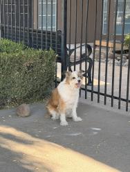 Reunited Female Dog last seen Pontiac street and north oak ave, Oakdale, CA 95361