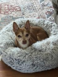Reunited Male Dog last seen Coral Circle between 16 Street and Pope Road, St. Augustine, FL 32080