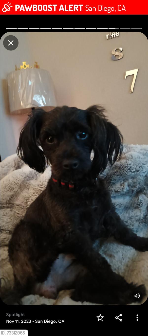 Lost Female Dog last seen Downtown San Diego, San Diego, CA 92101