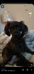 Lost Female Dog last seen Downtown San Diego, San Diego, CA 92101