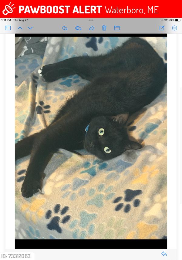 Lost Male Cat last seen New dam road, Waterboro, ME 04061