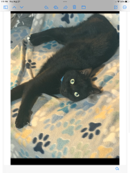 Lost Male Cat last seen New dam road, Waterboro, ME 04061