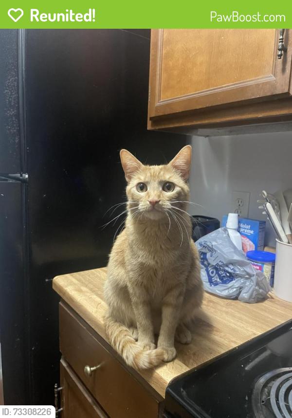 Reunited Female Cat last seen Fry st normal st, Denton, TX 76201