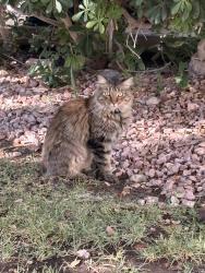 Found/Stray Unknown Cat last seen Parkway s, Henderson, NV 89074