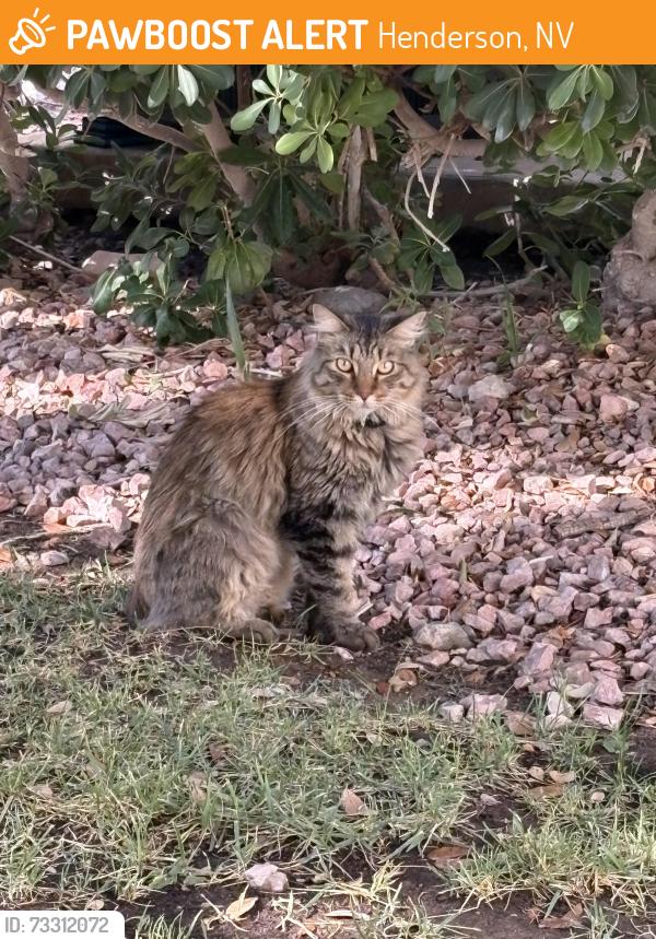 Found/Stray Unknown Cat last seen Parkway s, Henderson, NV 89074