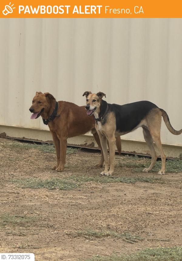 Found/Stray Unknown Dog last seen Fresno and Herndon by CVS, Fresno, CA 93721
