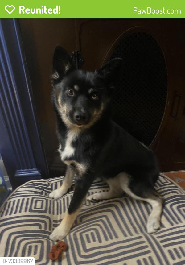 Reunited Female Dog last seen Near Matthew Road by the trail, Newport News, VA 23601
