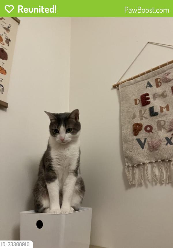 Reunited Male Cat last seen Notre-Dam / Saint-Emilie, Montréal, QC H4C 3A3