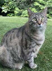 Reunited Female Cat last seen Sawnee Village apmts, Cumming, GA 30040
